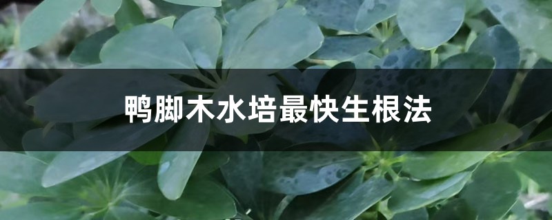 鸭脚木水培最快生根法 鸭脚木水培最快生根法