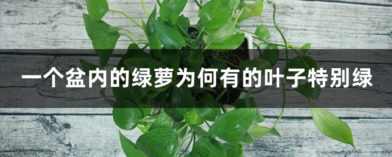 一个盆内的绿萝为何有的叶子特别绿 一个盆内的绿萝为何有的叶子特别绿