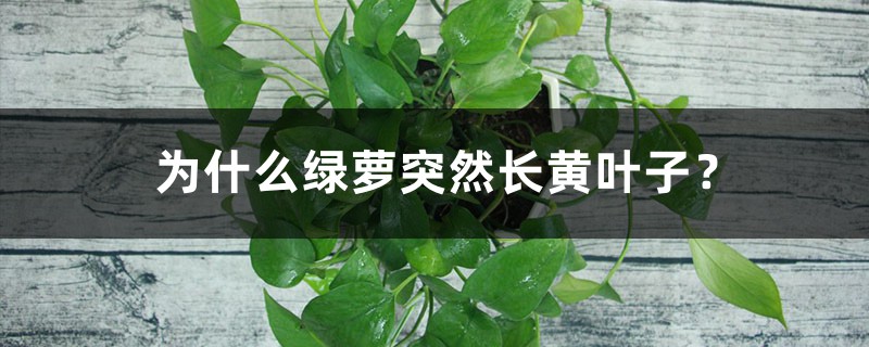 为什么绿萝突然长黄叶子? 为什么绿萝突然长黄叶子?