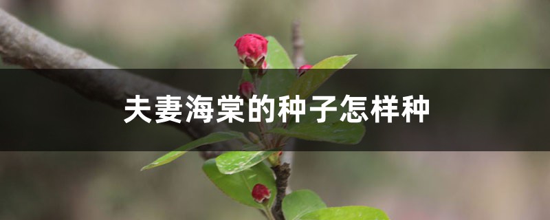 夫妻海棠的种子怎样种 夫妻海棠的种子怎样种
