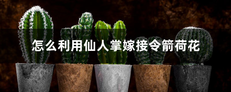 怎么利用仙人掌嫁接令箭荷花 怎么利用仙人掌嫁接令箭荷花