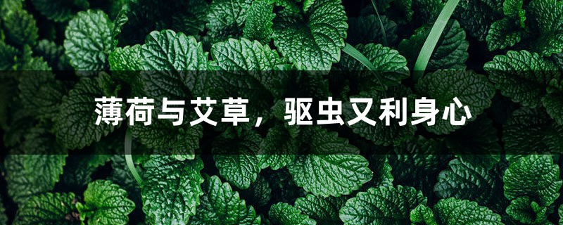 薄荷与艾草,驱虫又利身心 薄荷与艾草,驱虫又利身心