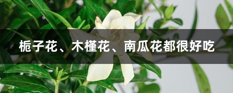 栀子花、木槿花、南瓜花都很好吃 栀子花、木槿花、南瓜花都很好吃