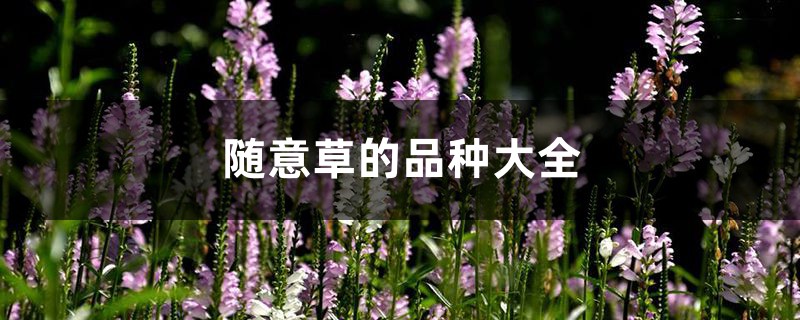 随意草的品种大全 随意草的品种大全
