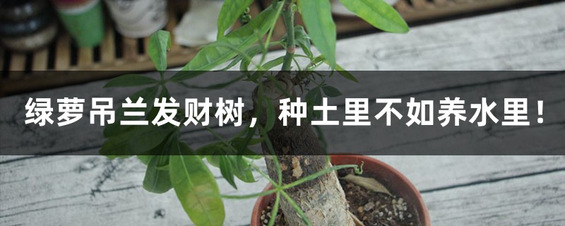绿萝吊兰发财树,种土里不如养水里! 绿萝吊兰发财树,种土里不如养水里!