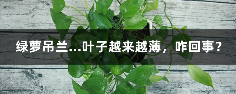 绿萝吊兰…叶子越来越薄,咋回事? 绿萝吊兰…叶子越来越薄,咋回事?
