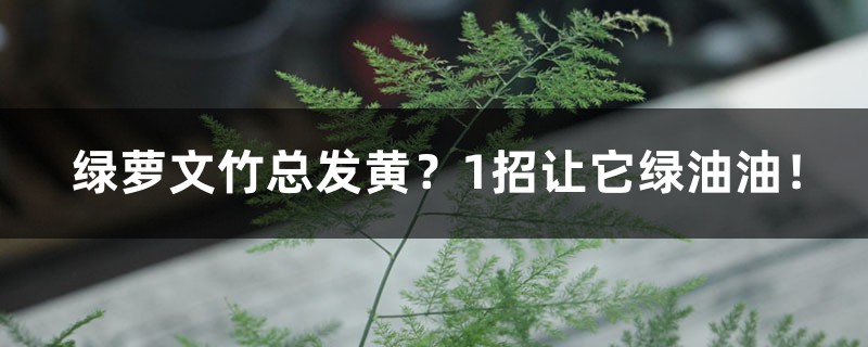 绿萝文竹总发黄?1招让它绿油油! 绿萝文竹总发黄?1招让它绿油油!