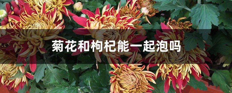 菊花和枸杞能一起泡吗 菊花和枸杞能一起泡吗