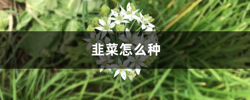 韭菜怎么种 韭菜怎么种