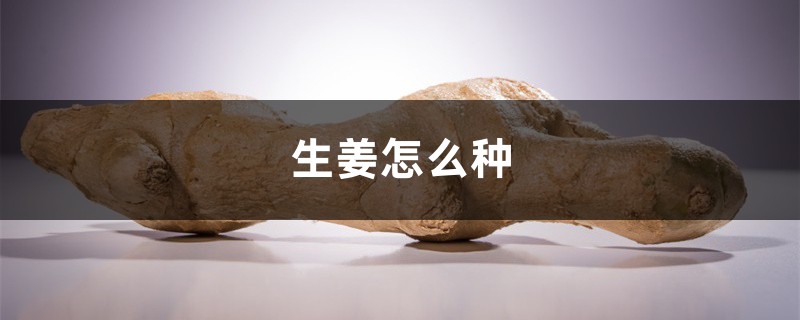 生姜怎么种 生姜怎么种
