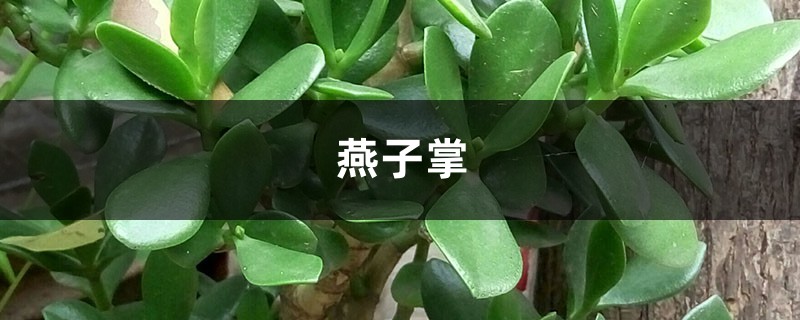 燕子掌绿油油超耐看,学会这样养,开花爆盆能更“快”! 燕子掌绿油油超耐看,学会这样养,开花爆盆能更“快”!