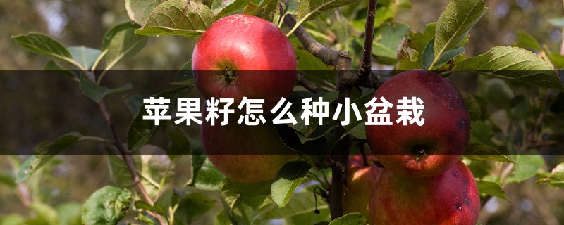 苹果籽怎么种小盆栽 苹果籽怎么种小盆栽