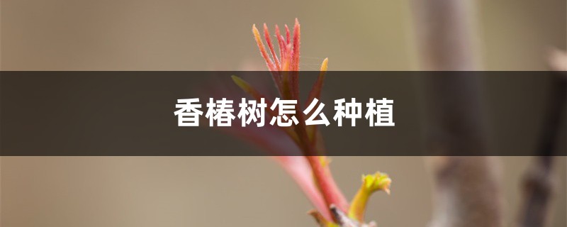 香椿树怎么种植 香椿树怎么种植