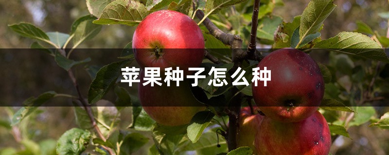 苹果种子怎么种 苹果种子怎么种