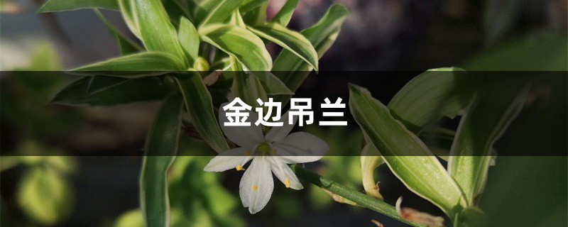 金边吊兰叶尖儿总发黄?土里掺点“白珍珠”,嫩绿侧芽收不住 金边吊兰叶尖儿总发黄?土里掺点“白珍珠”,嫩绿侧芽收不住