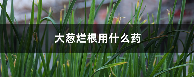 大葱烂根用什么药 大葱烂根用什么药