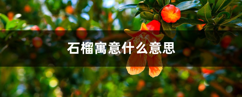 石榴寓意什么意思 石榴寓意什么意思
