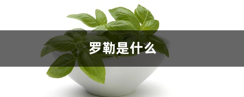 罗勒是什么 罗勒是什么
