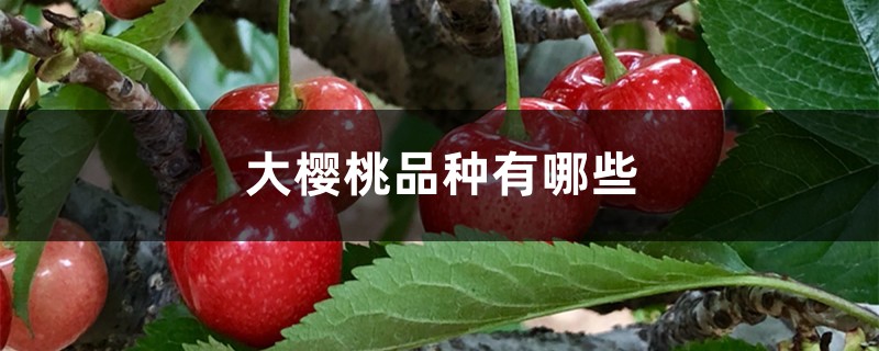 大樱桃品种有哪些 大樱桃品种有哪些