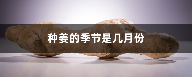 种姜的季节是几月份 种姜的季节是几月份