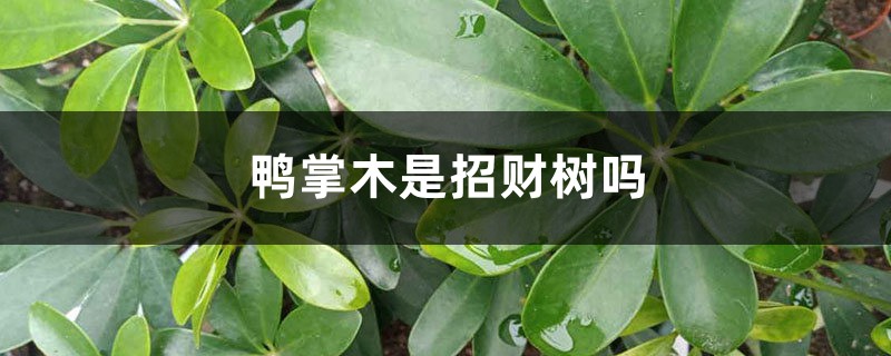 鸭掌木是招财树吗 鸭掌木是招财树吗