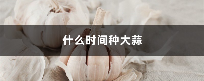 什么时间种大蒜 什么时间种大蒜