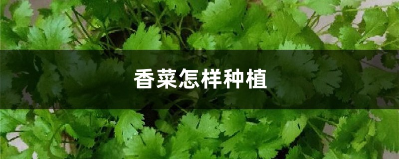 香菜怎样种植 香菜怎样种植