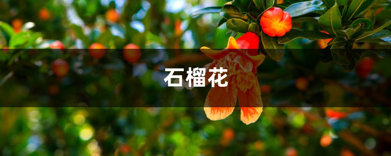 如何挑选出好吃的“石榴”?学会看这“3处”,果子皮薄肉多 如何挑选出好吃的“石榴”?学会看这“3处”,果子皮薄肉多
