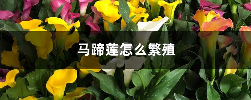 马蹄莲怎么繁殖 马蹄莲怎么繁殖