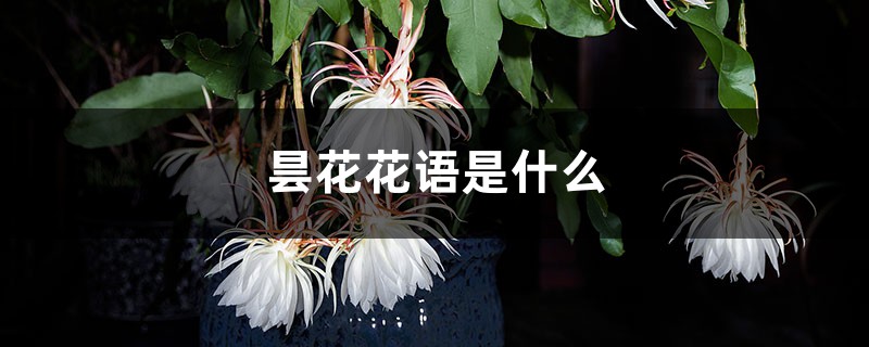 昙花花语是什么 昙花花语是什么