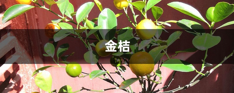 养的“金桔”开始掉叶子,别急,看看是不是因为“它”? 养的“金桔”开始掉叶子,别急,看看是不是因为“它”?