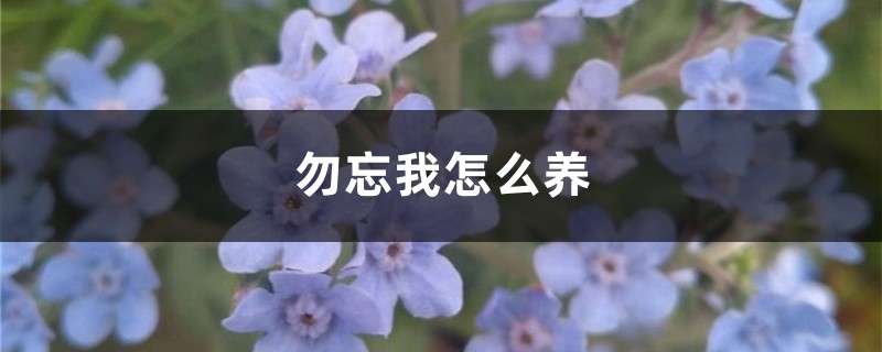 勿忘我怎么养 勿忘我怎么养
