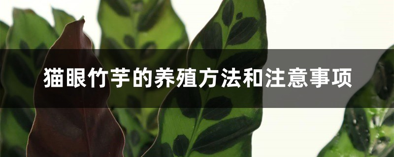 猫眼竹芋的养殖方法和注意事项 猫眼竹芋的养殖方法和注意事项