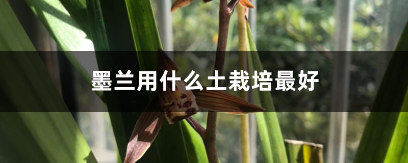 墨兰用什么土栽培最好 墨兰用什么土栽培最好