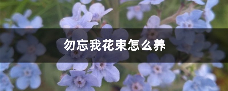 勿忘我花束怎么养 勿忘我花束怎么养