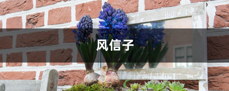 我家风信子出现“夹箭”,着急半天,原来是因为它太娇贵? 我家风信子出现“夹箭”,着急半天,原来是因为它太娇贵?