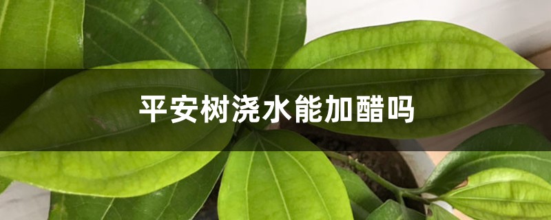 平安树浇水能加醋吗 平安树浇水能加醋吗