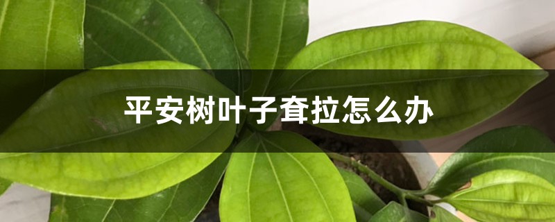 平安树叶子耷拉怎么办 平安树叶子耷拉怎么办