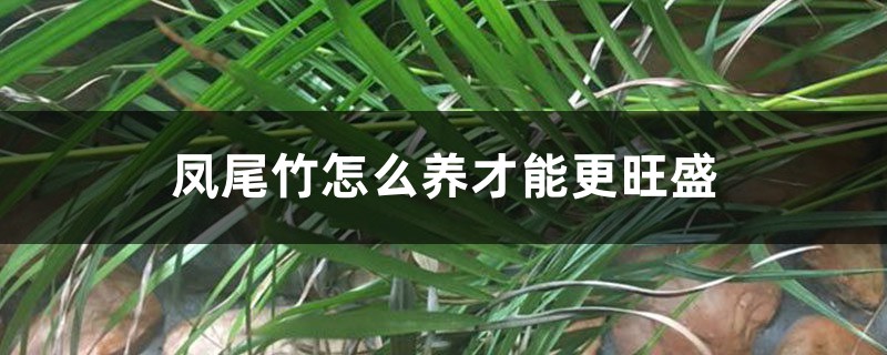 凤尾竹怎么养才能更旺盛 凤尾竹怎么养才能更旺盛