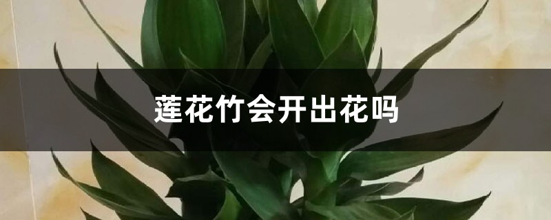 莲花竹会开出花吗 莲花竹会开出花吗