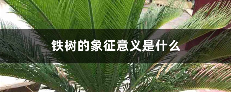 铁树的象征意义是什么 铁树的象征意义是什么