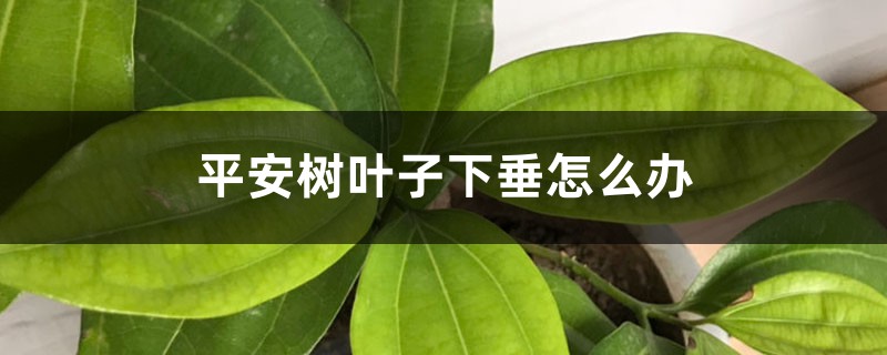 平安树叶子下垂怎么办 平安树叶子下垂怎么办