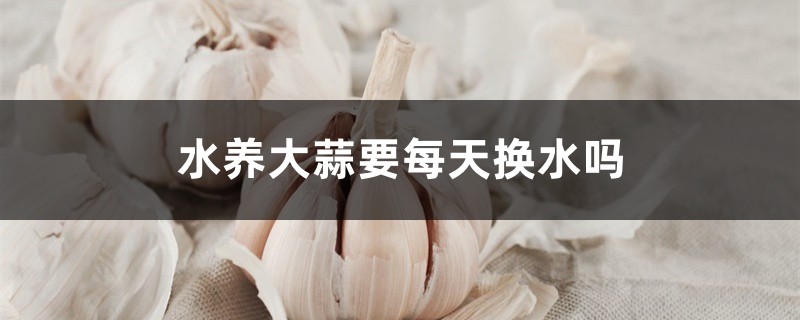 水养大蒜要每天换水吗 水养大蒜要每天换水吗