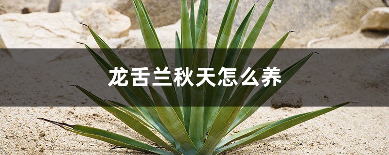 龙舌兰秋天怎么养 龙舌兰秋天怎么养