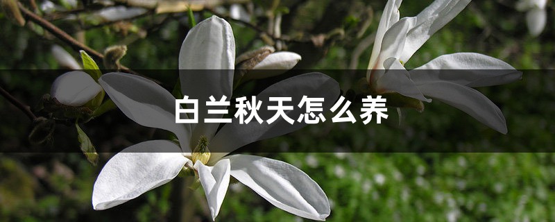 白兰秋天怎么养 白兰秋天怎么养