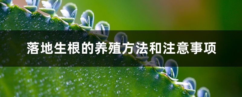 落地生根的养殖方法和注意事项 落地生根的养殖方法和注意事项
