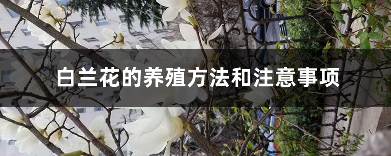 白兰花的养殖方法和注意事项 白兰花的养殖方法和注意事项