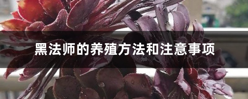 黑法师的养殖方法和注意事项 黑法师的养殖方法和注意事项