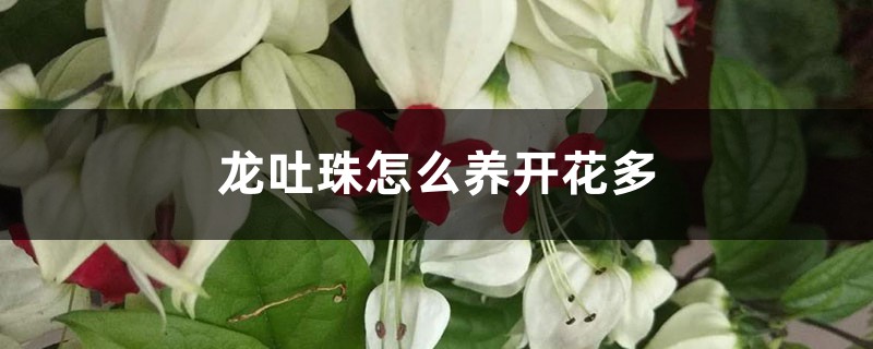 龙吐珠怎么养开花多 龙吐珠怎么养开花多