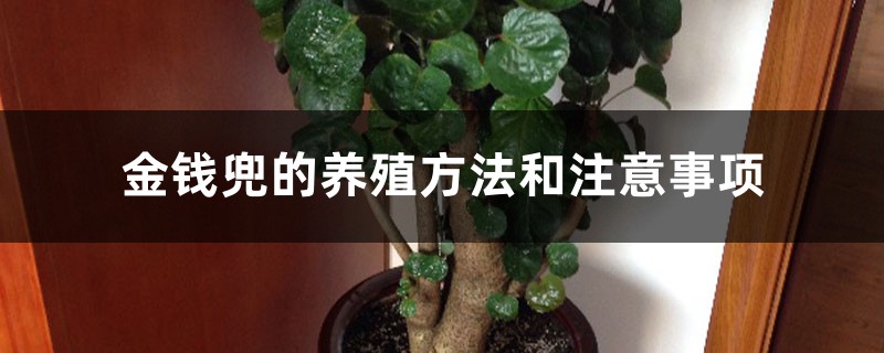 金钱兜的养殖方法和注意事项 金钱兜的养殖方法和注意事项